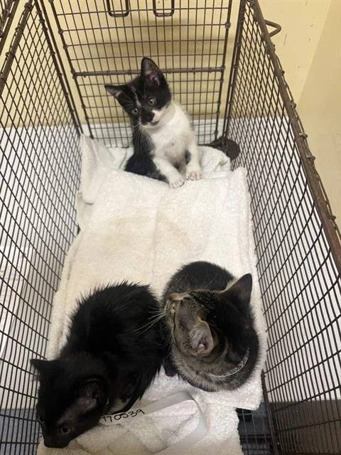 A baby small-sized male Domestic Short Hair cat named Bobby for adoption in Tustin, CA