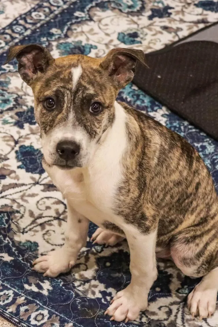 A baby medium-sized male Shepherd dog named Karter for adoption in Carmel, NY