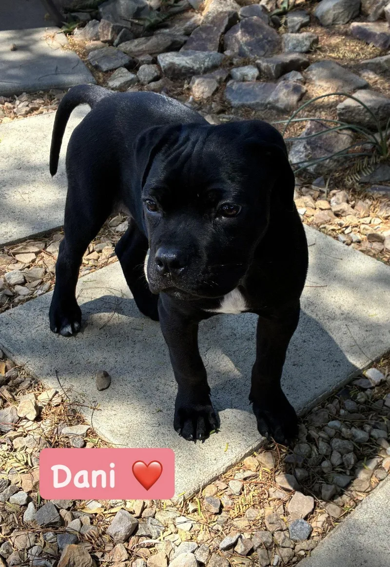 A baby medium-sized female American Staffordshire Terrier dog named Dani for adoption in San Diego, CA