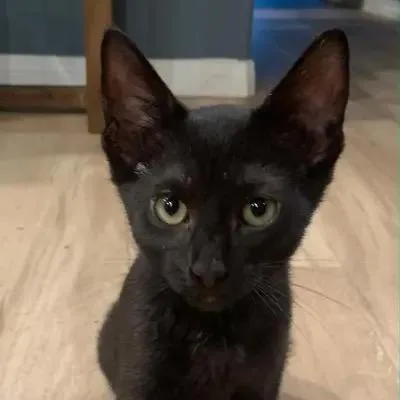 A baby small-sized female Black Domestic Short Hair cat named Moira for adoption in Pacific Palisades, CA