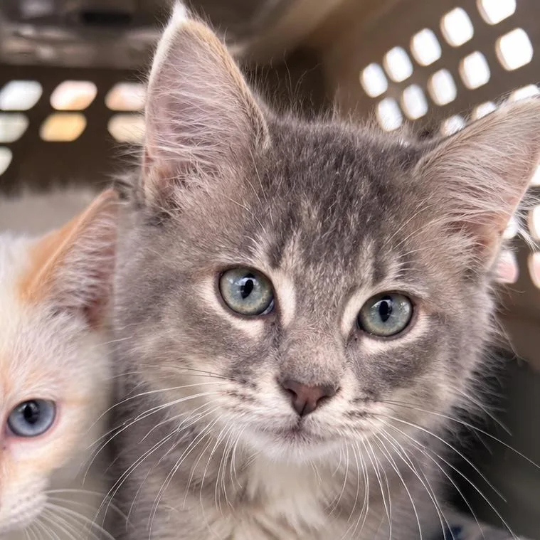 A baby small-sized male Domestic Long Hair cat named Dash Vandiver for adoption in Columbia, MO