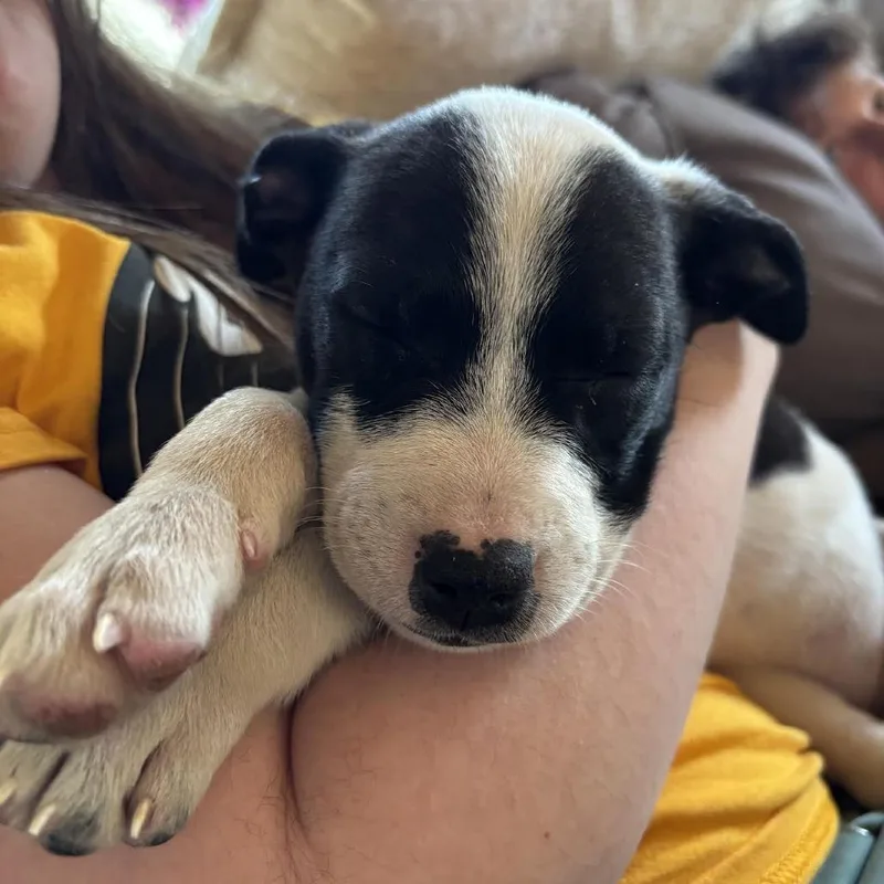 A baby medium-sized female White / Cream Labrador Retriever dog named Miscanthus D for adoption in Minnetonka, MN