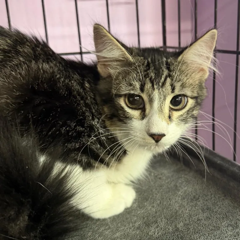 A baby medium-sized male Black Domestic Medium Hair cat named Stuffed for adoption in Boerne, TX