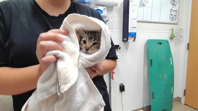 A baby small-sized female Domestic Short Hair cat named Molly for adoption in Albuquerque, NM