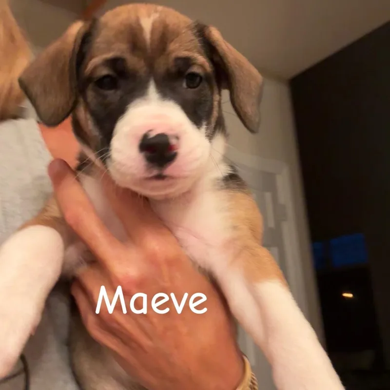 Maeve