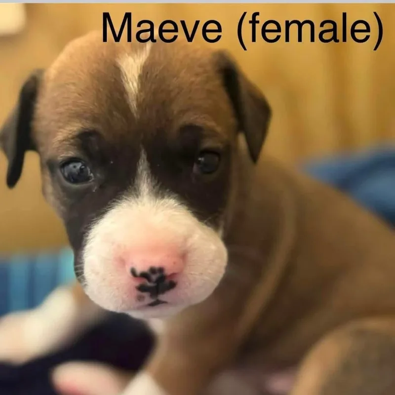 Maeve thumbnail 2