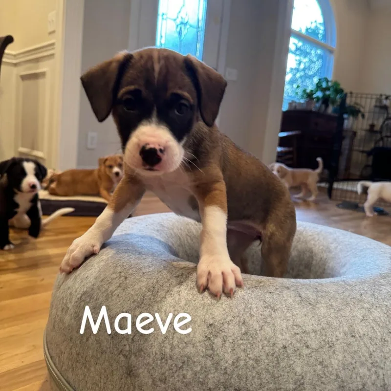 Maeve thumbnail 3