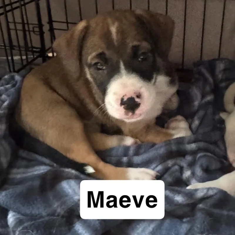 Maeve thumbnail 5