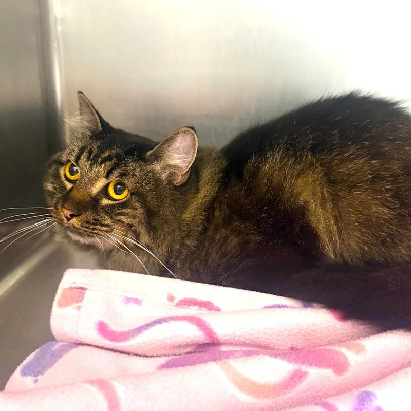 An adult medium-sized female Tabby cat named Sasha for adoption in Joshua Tree, CA