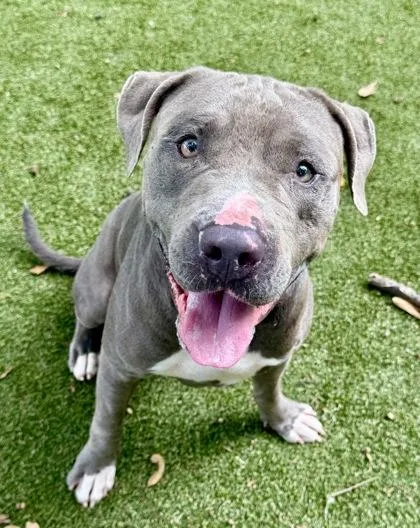 An adult medium-sized male Terrier dog named Bruce for adoption in Picayune, MS