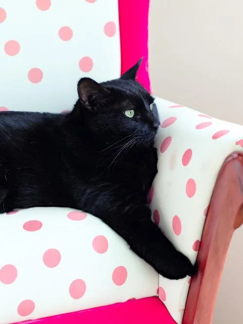 Cassiopeia thumbnail 2