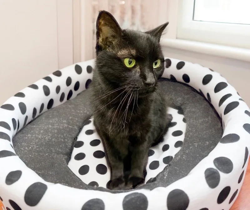 Cassiopeia thumbnail 3