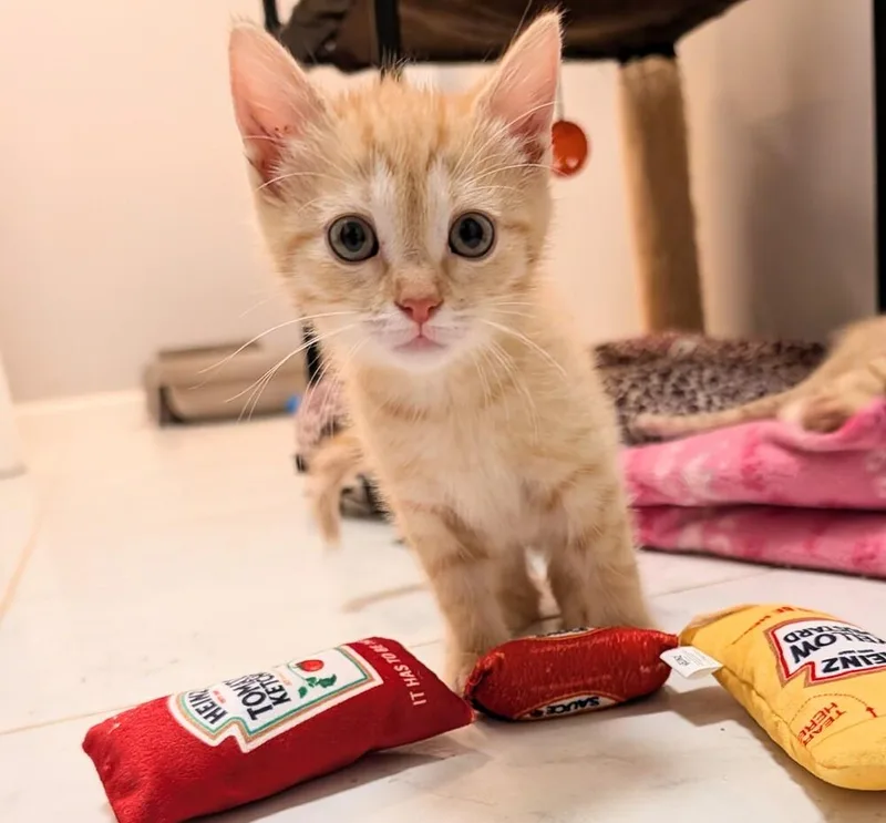 A baby small-sized female Tabby (Orange / Red) Domestic Short Hair cat named Sharon Osbourne for adoption in Lake Wylie, SC