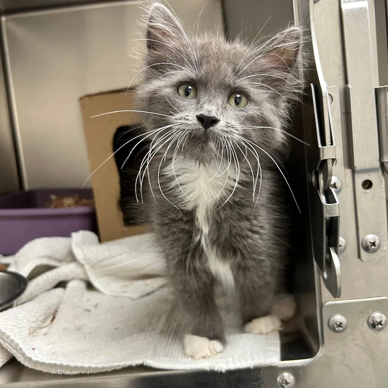 A baby small-sized female Gray & White Domestic Medium Hair cat named Annabelle for adoption in Lindon, UT