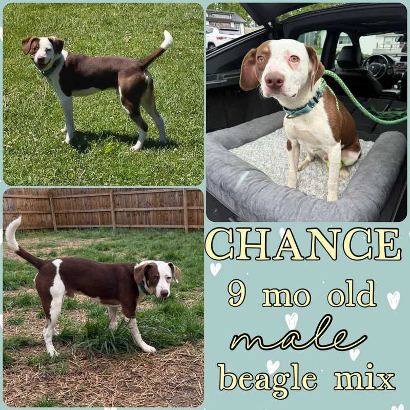 A young medium-sized male Beagle dog named Chance for adoption in Grantville, PA