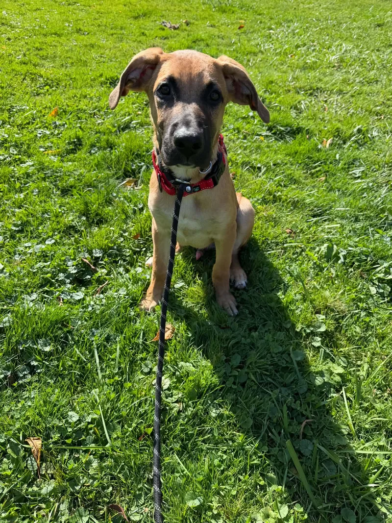 A young medium-sized male Shepherd dog named Igyb for adoption in Springville, NY