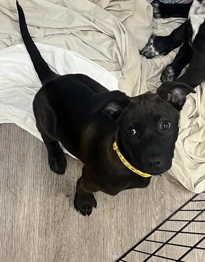 A baby medium-sized female Mixed Breed dog named Biscuit for adoption in West Chester, PA