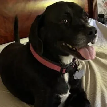 An adult medium-sized female Black Labrador Retriever dog named Joy for adoption in Fairfax Station, VA