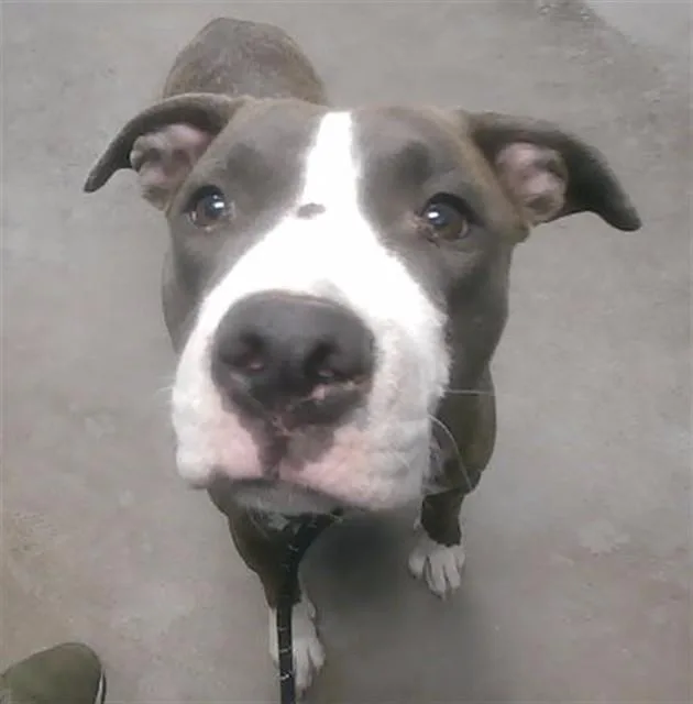 A young large-sized female Pit Bull Terrier dog named Millie for adoption in Phoenix, AZ