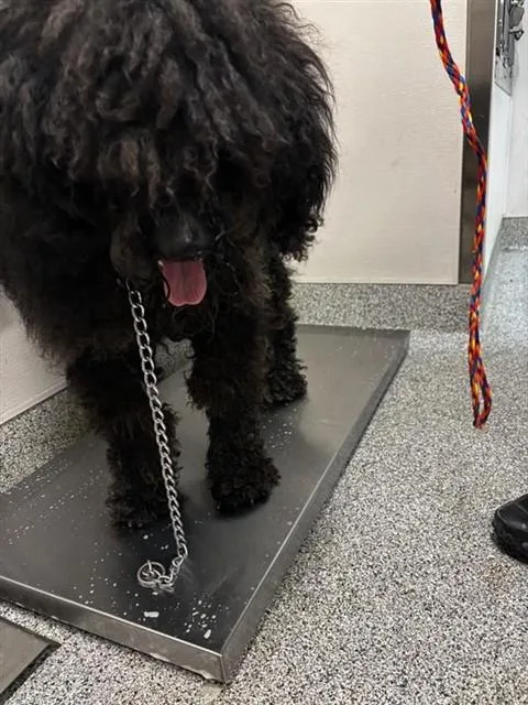 An adult large-sized male Puli dog named A for adoption in Houston, TX