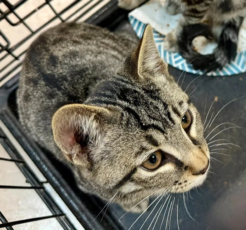 A baby medium-sized male Domestic Short Hair cat named Waffles for adoption in Burnsville, NC