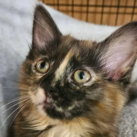 A baby medium-sized female Tortoiseshell Domestic Long Hair cat named Amelia for adoption in North Platte, NE