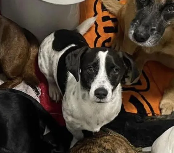 An adult small-sized male White / Cream Jack Russell Terrier dog named Yogi for adoption in New York, NY