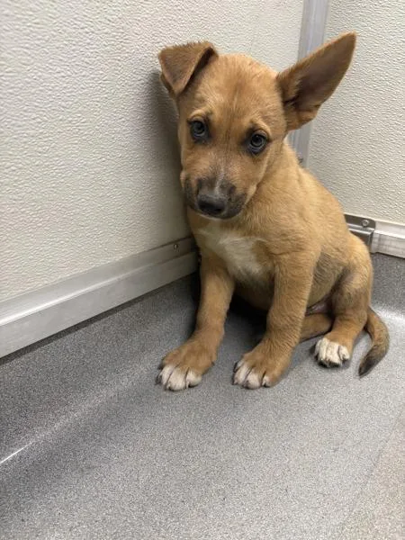 Enzo