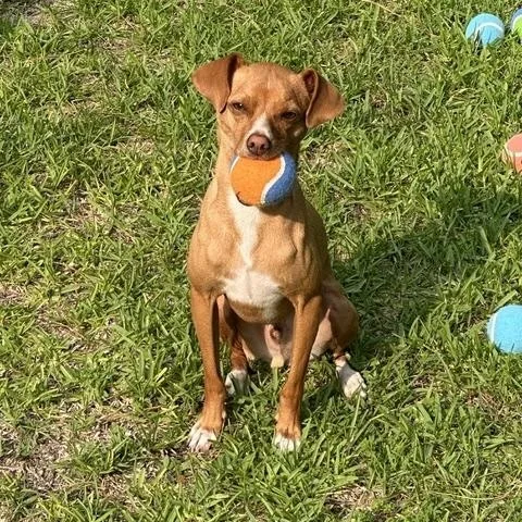 A young small-sized male Chihuahua dog named Dobby for adoption in Durham, NC