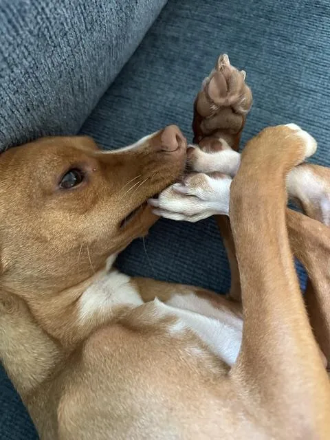 Dobby thumbnail 2