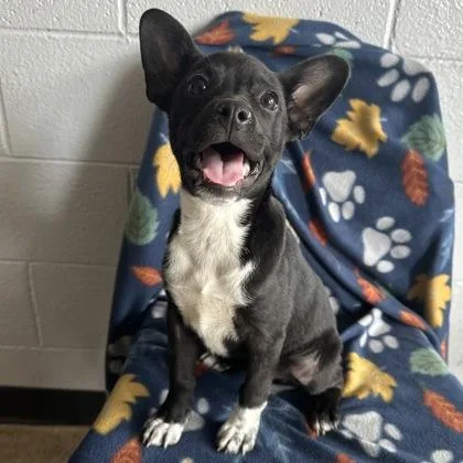 A baby small-sized male French Bulldog dog named Uno for adoption in Red Bluff, CA