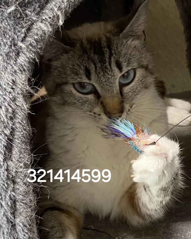 A young medium-sized female Siamese cat named 321414599 for adoption in Lees Summit, MO
