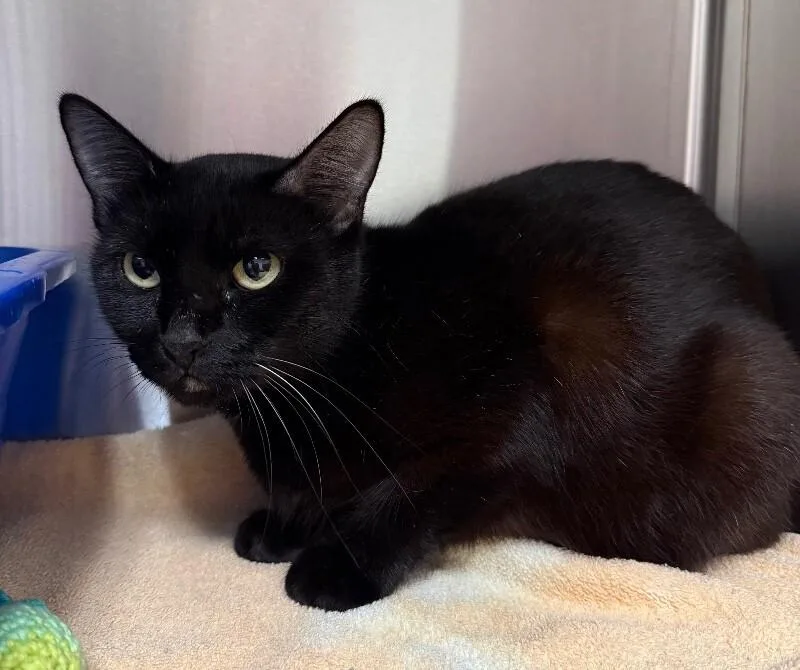 An adult medium-sized female Domestic Short Hair cat named Lynn for adoption in Yankton, SD
