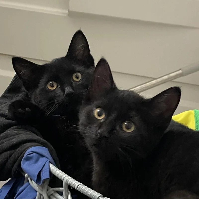 A baby small-sized male Black Domestic Short Hair cat named Breeze for adoption in South Elgin, IL