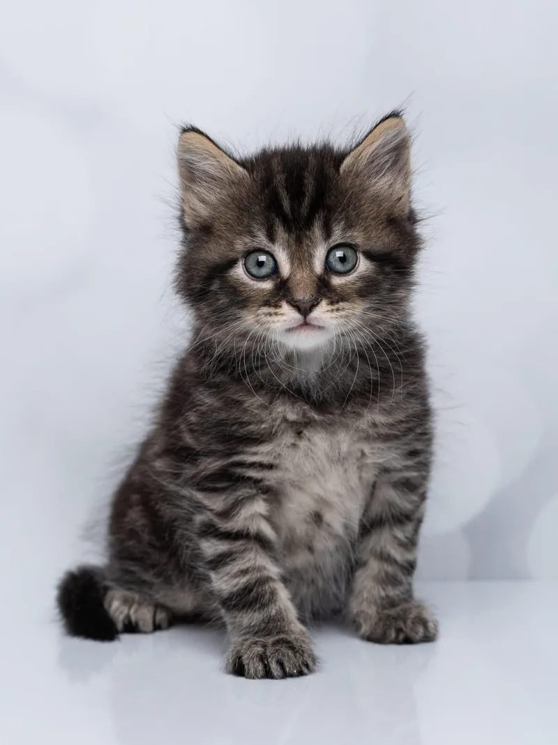 A baby medium-sized male Tabby cat named Winston Arthur for adoption in Kenhorst, PA