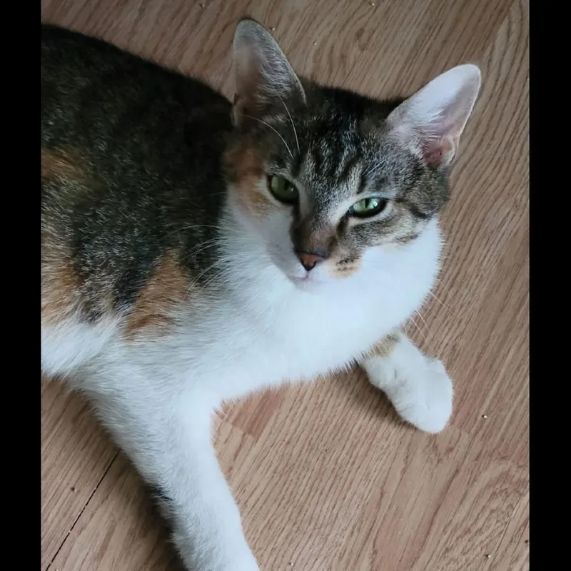 An adult small-sized female Domestic Short Hair cat named Saffi for adoption in Muncie, IN