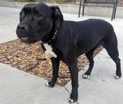An adult large-sized female Pit Bull Terrier dog named Lulu for adoption in San Pedro, CA