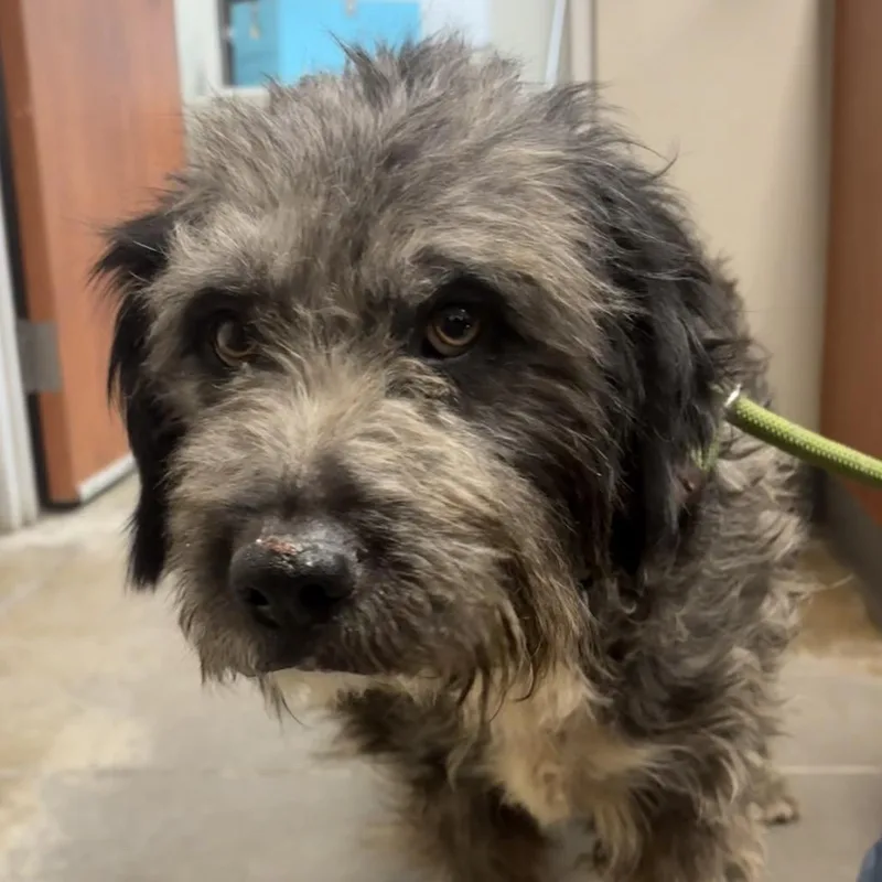 An adult large-sized male Black Terrier dog named Charlie Brown for adoption in Yuma, AZ