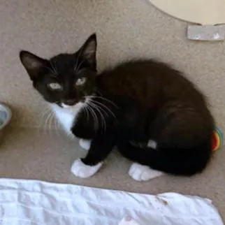 A baby small-sized male Domestic Short Hair cat named Espresso for adoption in Washington, DC