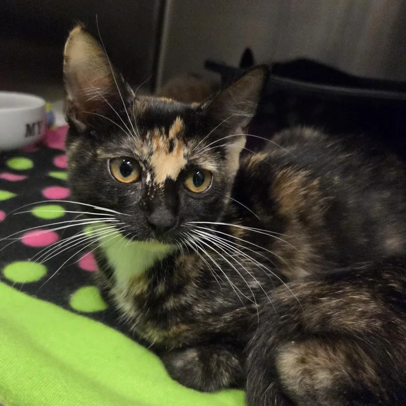 A baby small-sized female Calico Domestic Short Hair cat named Granola for adoption in Hinsdale, IL