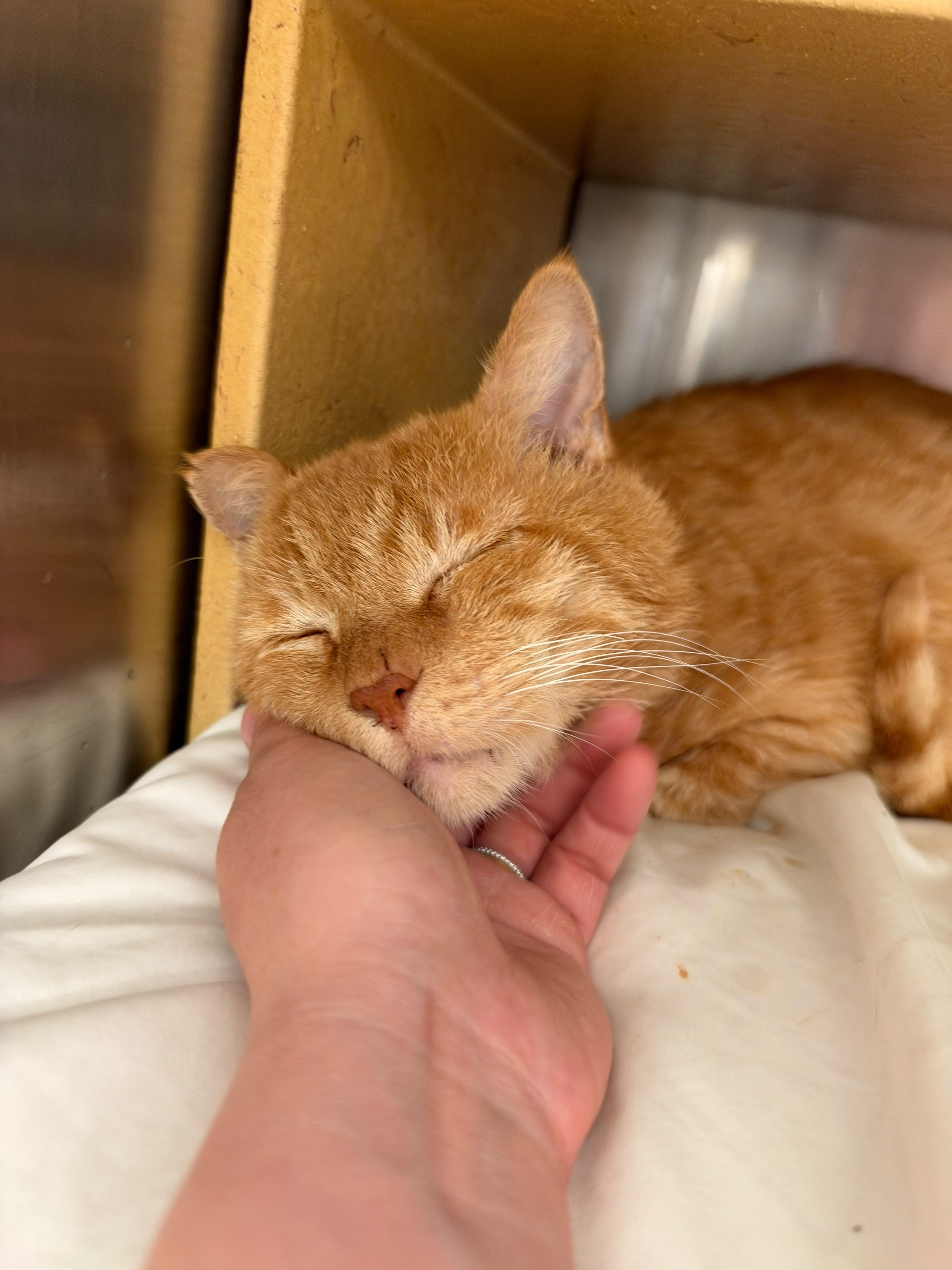 An adult medium-sized male Orange / Red Domestic Short Hair cat named Pasta for adoption in San Juan Capistrano, CA