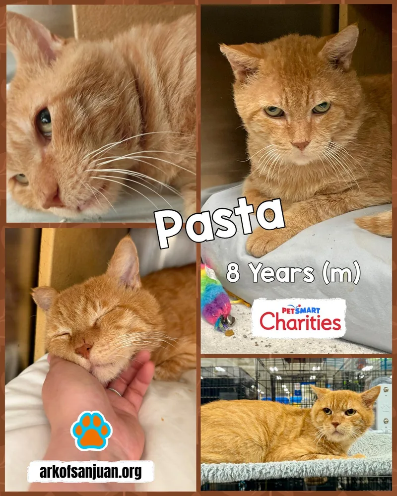 Pasta thumbnail 3