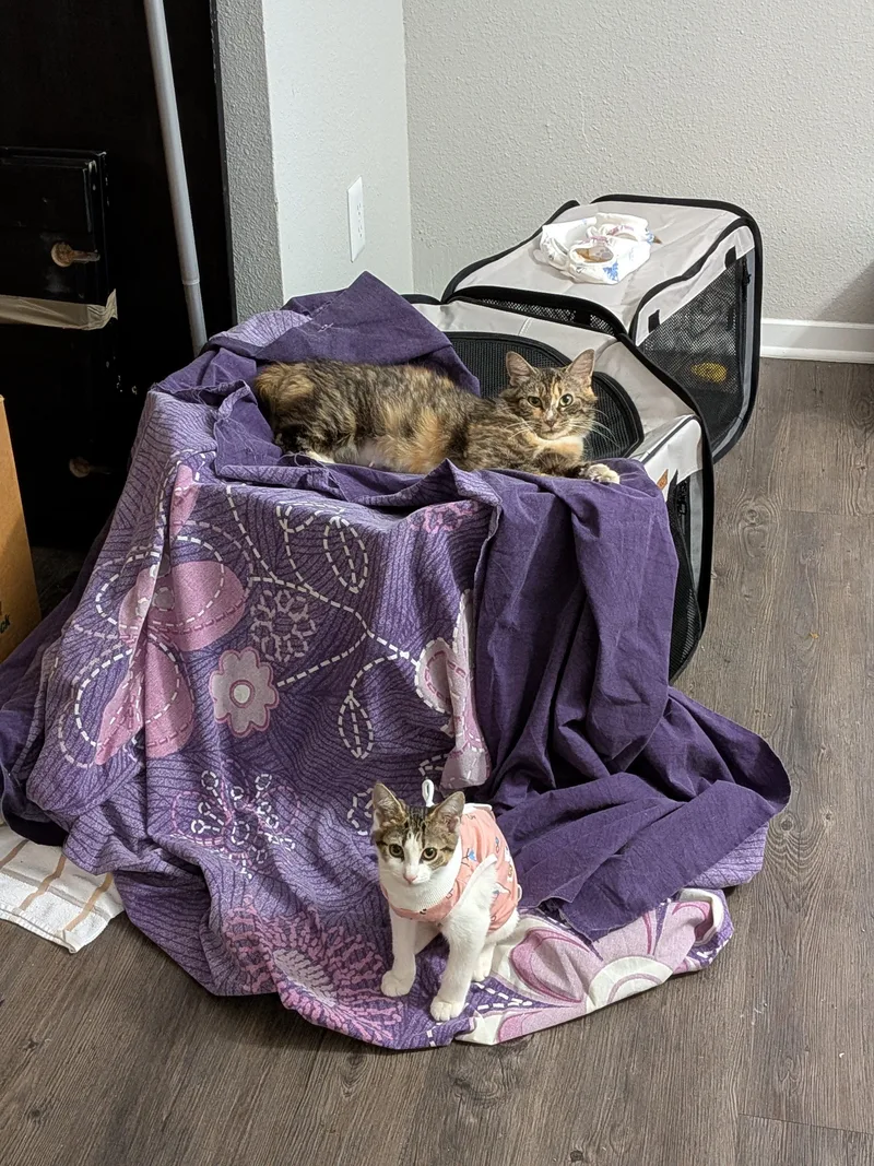 An adult medium-sized female Tortoiseshell American Bobtail cat named Poppyseed Bagel for adoption in Tucker, GA