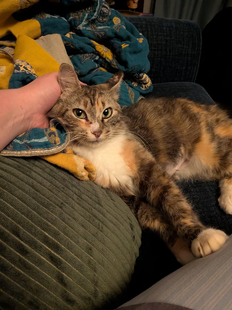 Poppyseed Bagel thumbnail 5