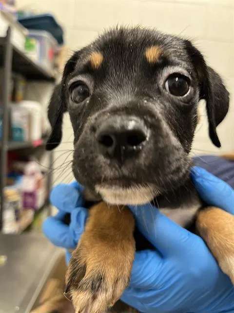 A baby small-sized female Boxer dog named A for adoption in Chula Vista, CA