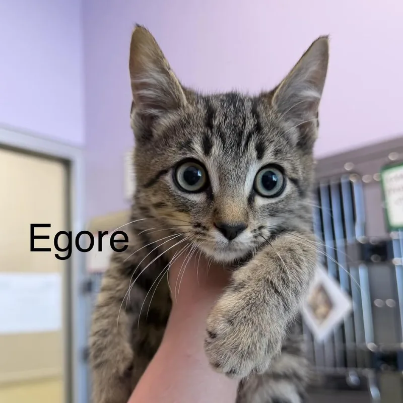 A baby small-sized male Black Domestic Short Hair cat named Egore for adoption in Madisonville, TN