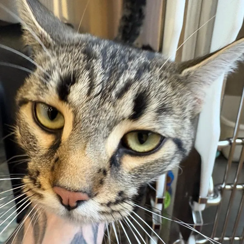 An adult large-sized male Brown / Chocolate Domestic Short Hair cat named Danny for adoption in Spokane, WA