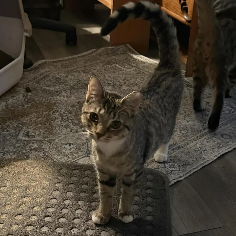 An adult medium-sized female Domestic Short Hair cat named Daisy for adoption in Toledo, OH