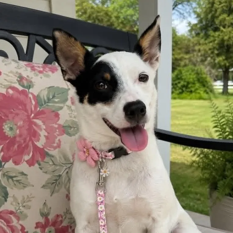An adult small-sized female White / Cream Jack Russell Terrier dog named Paris for adoption in Crosby, TX