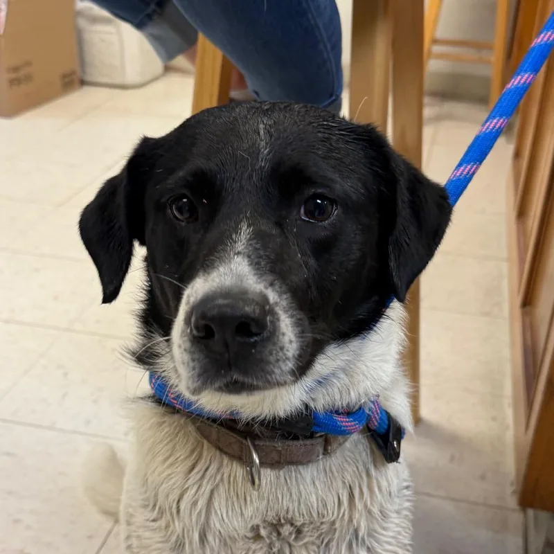 A young medium-sized female White / Cream Pointer dog named Patsy for adoption in Jacksonville, AR